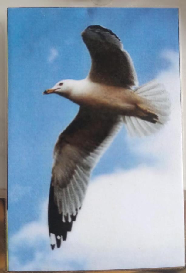 Gaviota Daire Playa del Carmen Dış mekan fotoğraf